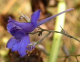 Delphinium consolida