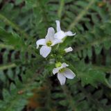 Arabidopsis arenosa. Соцветие. Тверская обл., Жарковский р-н, болото Пелецкий Мох, обочина железнодорожной колеи. 28.08.2012.