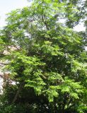 Jacaranda mimosifolia. Плодоносящее дерево. Франция, Приморские Альпы, г. Ментона, проспект Соспель, бульвар. 19.06.2012.