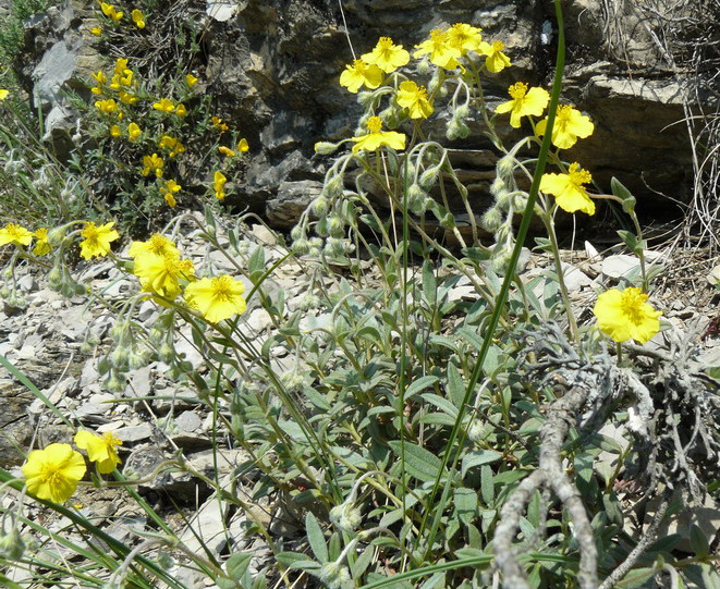 Изображение особи Helianthemum orientale.