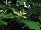 Magnolia tripetala. Верхушка побега с цветком. ФРГ, Нижняя Саксония, Ольденбург, ботанический сад Ольденбургского университета. 19 мая 2007 г.