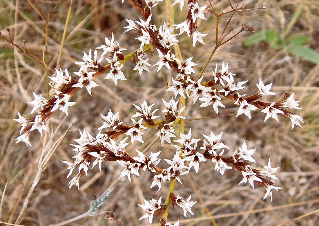 Изображение особи Goniolimon tataricum.