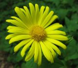 Doronicum pardalianches