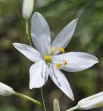 Anthericum liliago