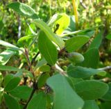 Lonicera baltica