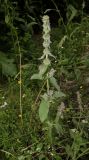 Stachys germanica