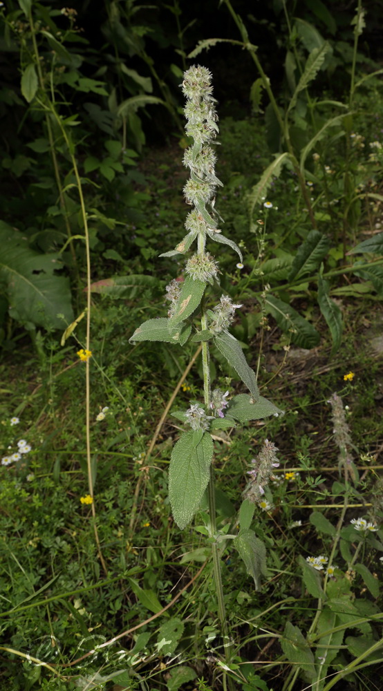 Изображение особи Stachys germanica.