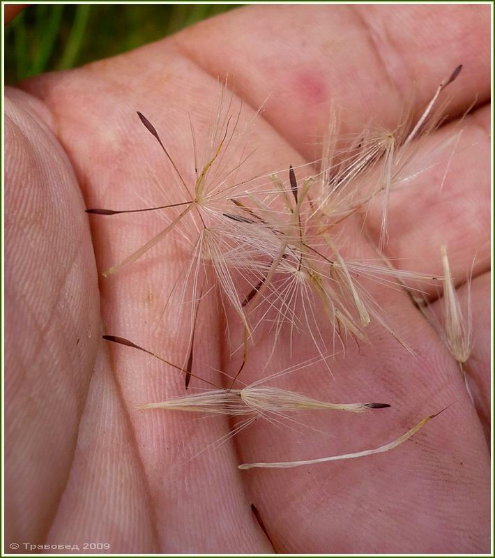 Изображение особи Hypochaeris radicata.