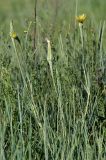 Tragopogon dubius