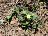 Cerastium inflatum