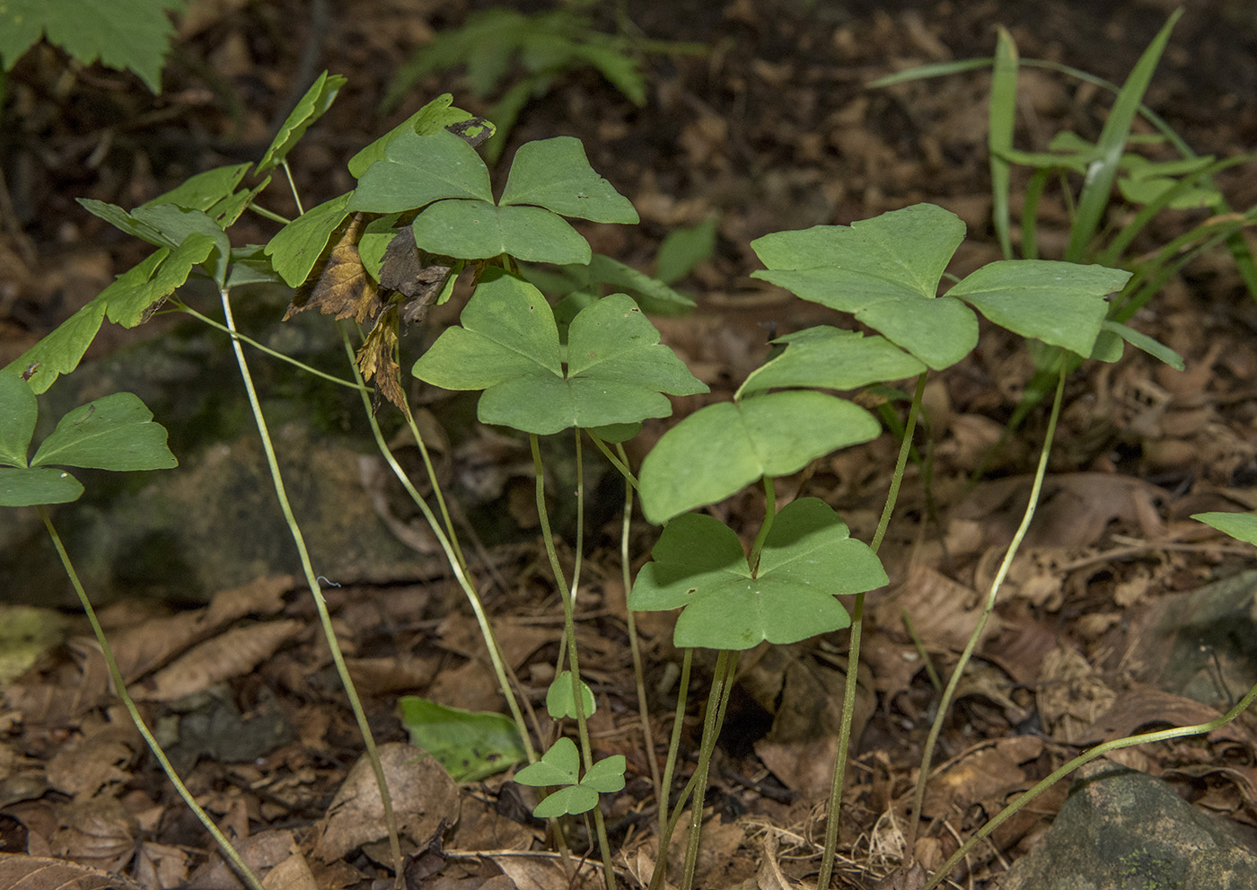 Изображение особи Oxalis obtriangulata.