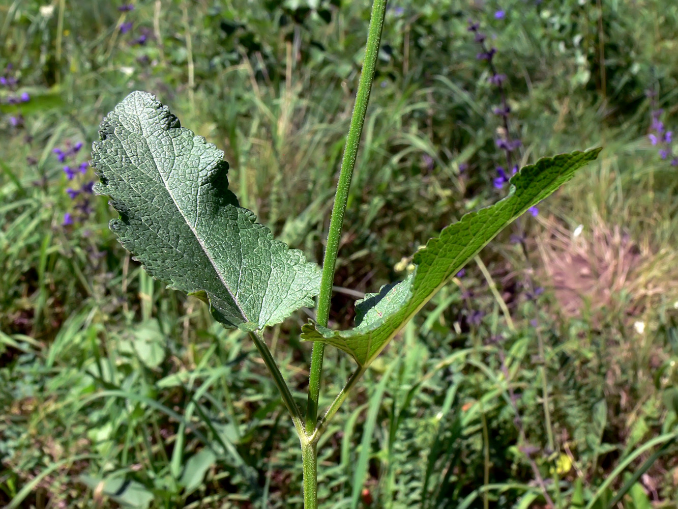 Изображение особи Salvia stepposa.