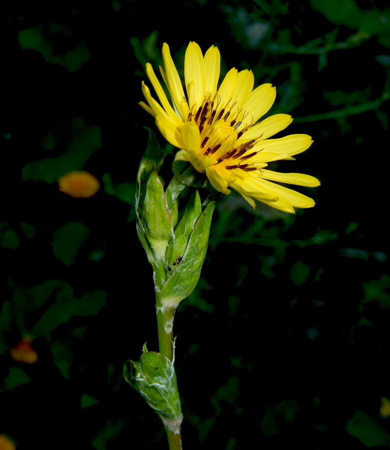 Изображение особи Tragopogon orientalis.