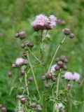 Cirsium arvense