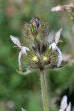 Stachys hissarica