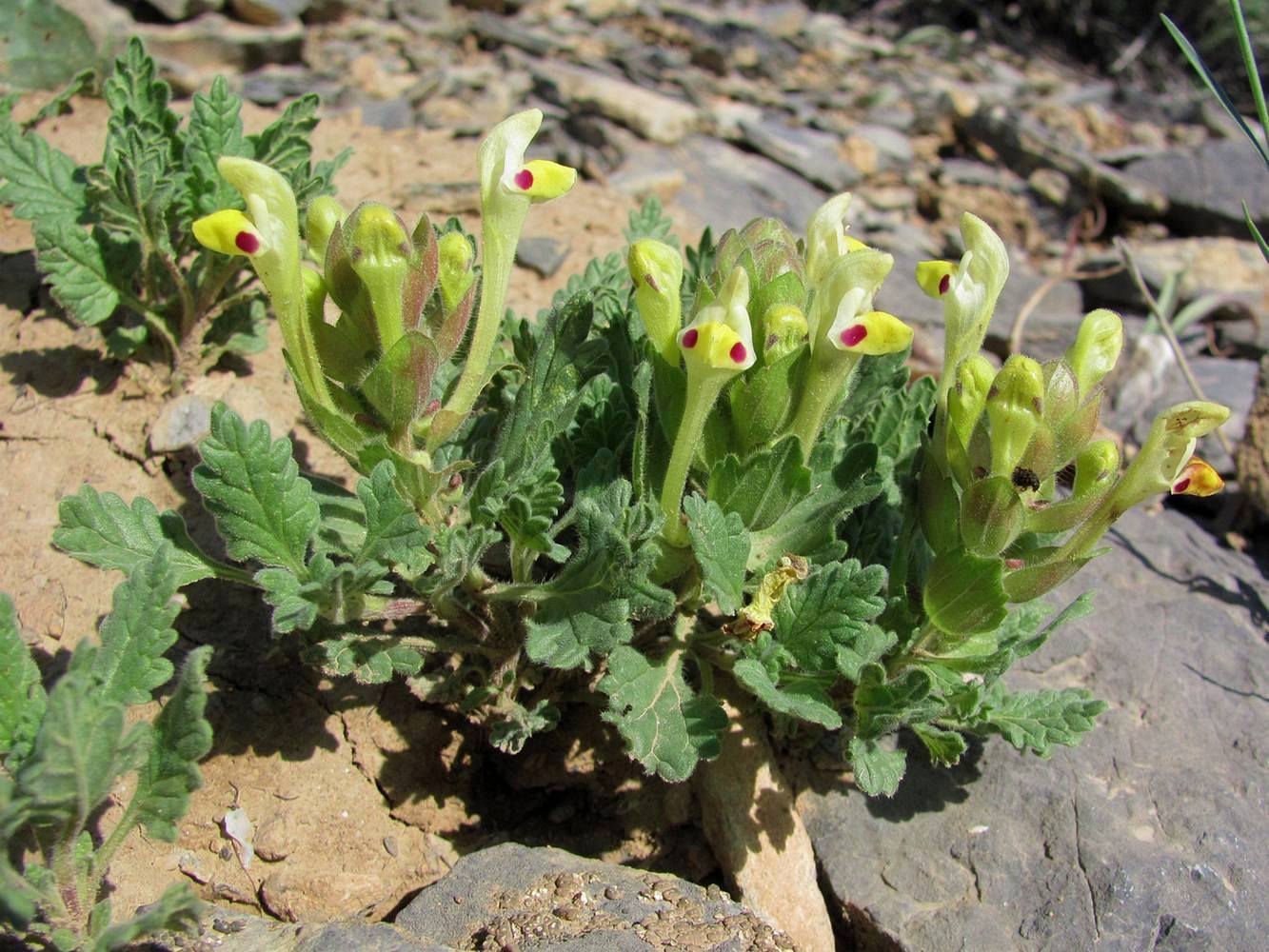 Изображение особи Scutellaria subcaespitosa.