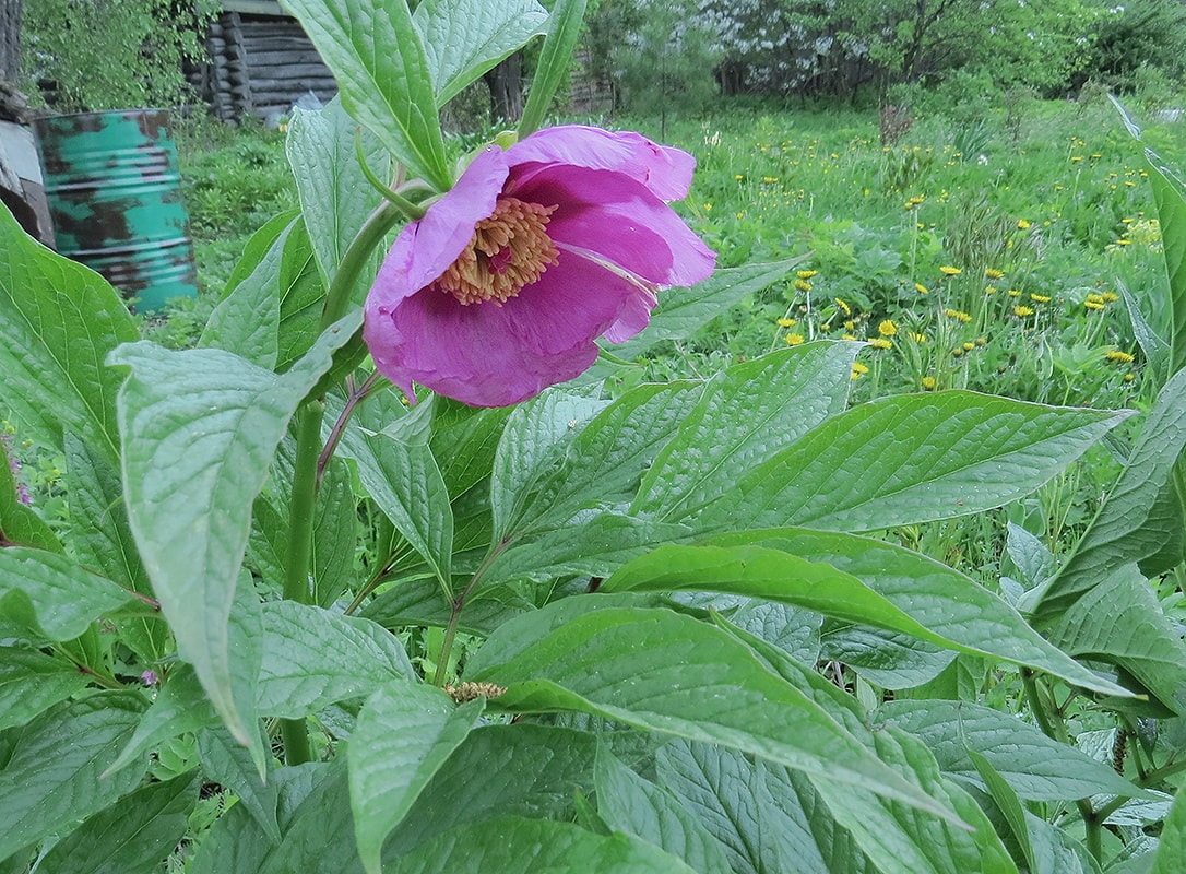 Изображение особи Paeonia mairei.