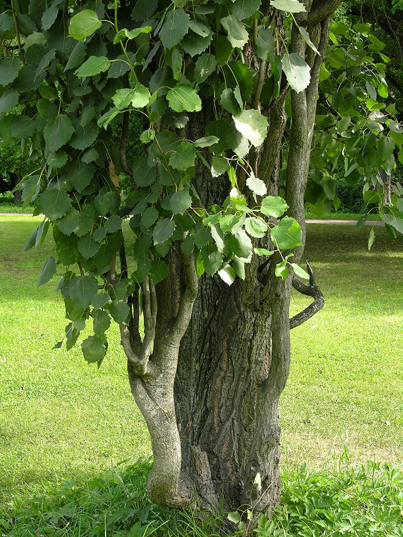 Изображение особи Populus tremula.