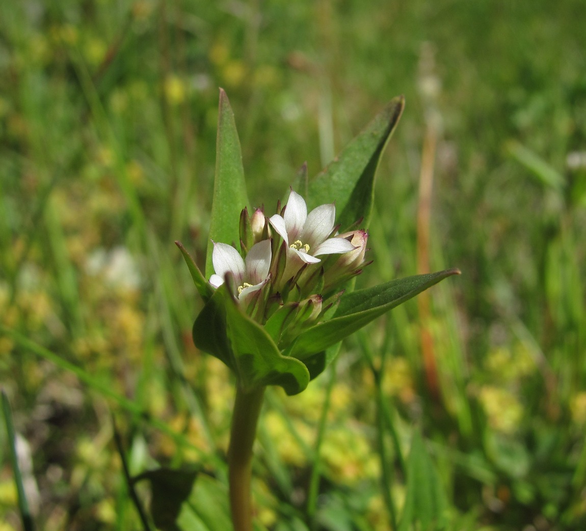 Изображение особи Gentianella umbellata.