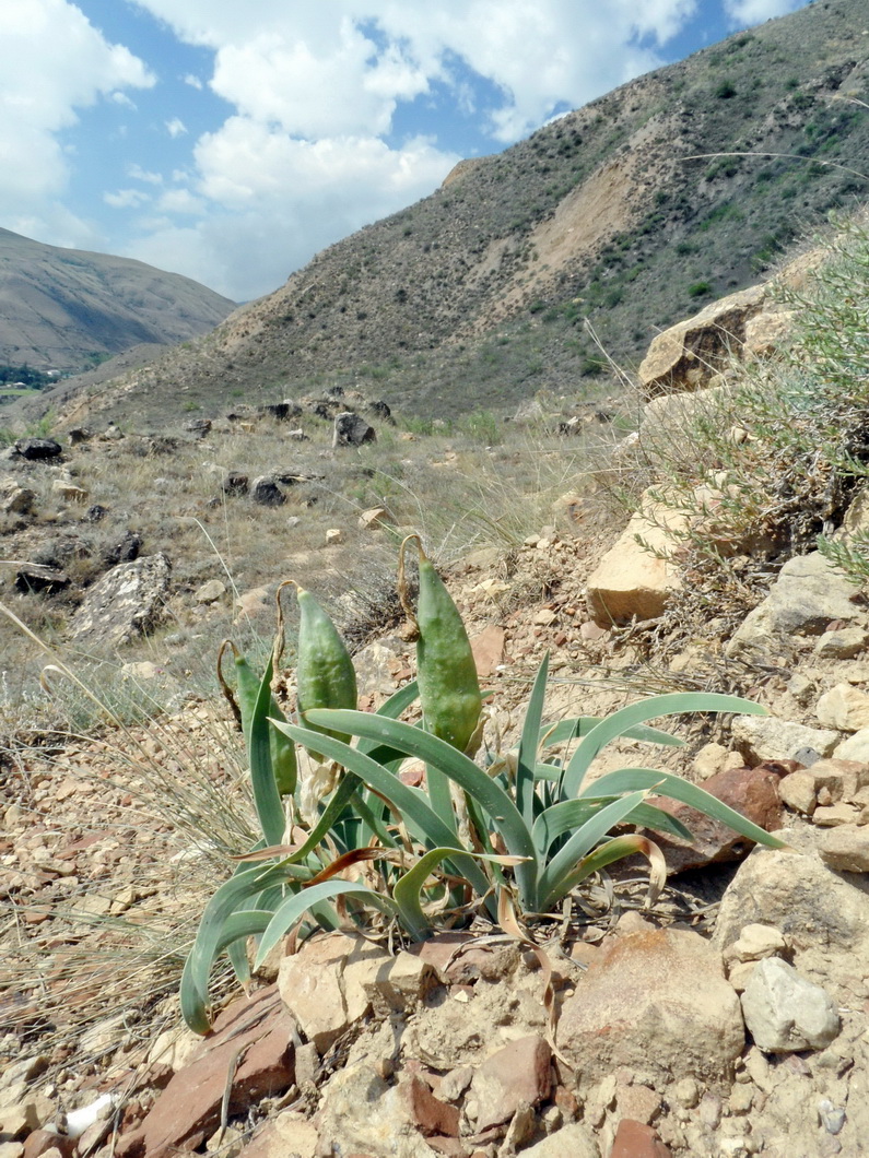 Image of Iris timofejewii specimen.