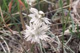 Allium glomeratum