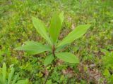 Daphne mezereum. Верхушка побега. Беларусь, Гродненская обл., Новогрудский р-н, Кошелевский сельсовет, окр. дер. Чемеровка, Рутковский пригорок, дубрава орешниково-чернично-разнотравная. 07.05.2014.