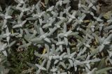 Cerastium biebersteinii. Вегетирующие растения. Горный Крым, гора Южная Демерджи. 21.06.2009.