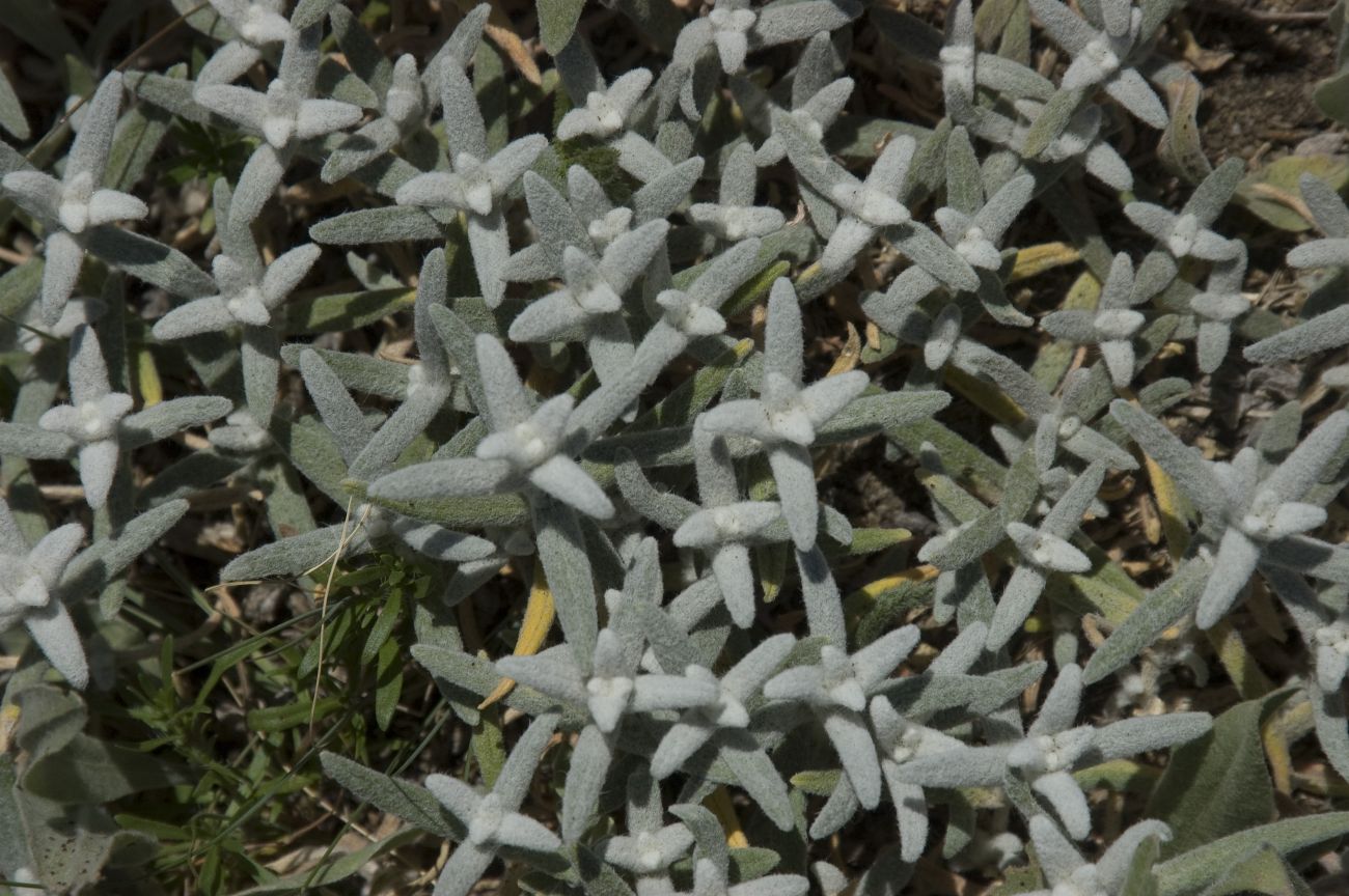 Изображение особи Cerastium biebersteinii.