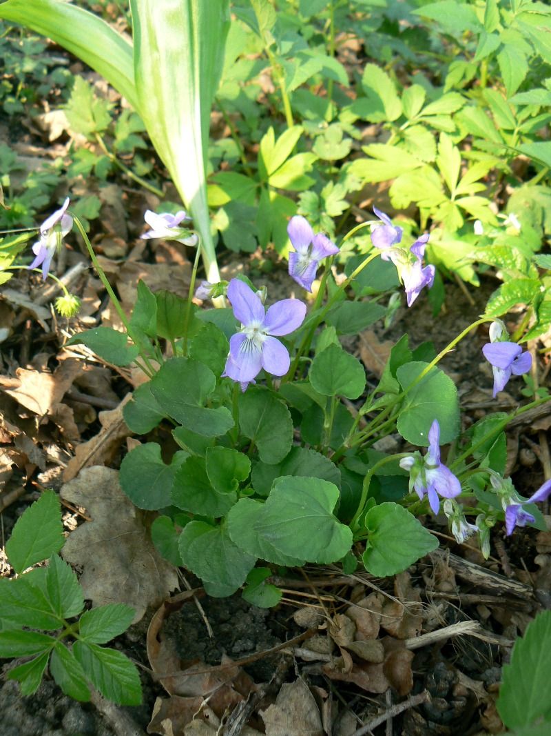 Изображение особи Viola riviniana.