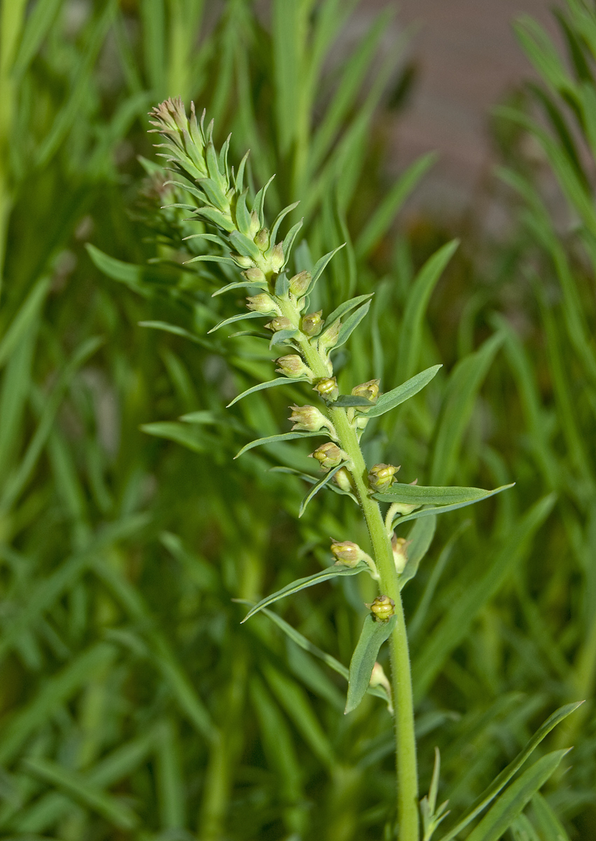 Изображение особи Linaria vulgaris.