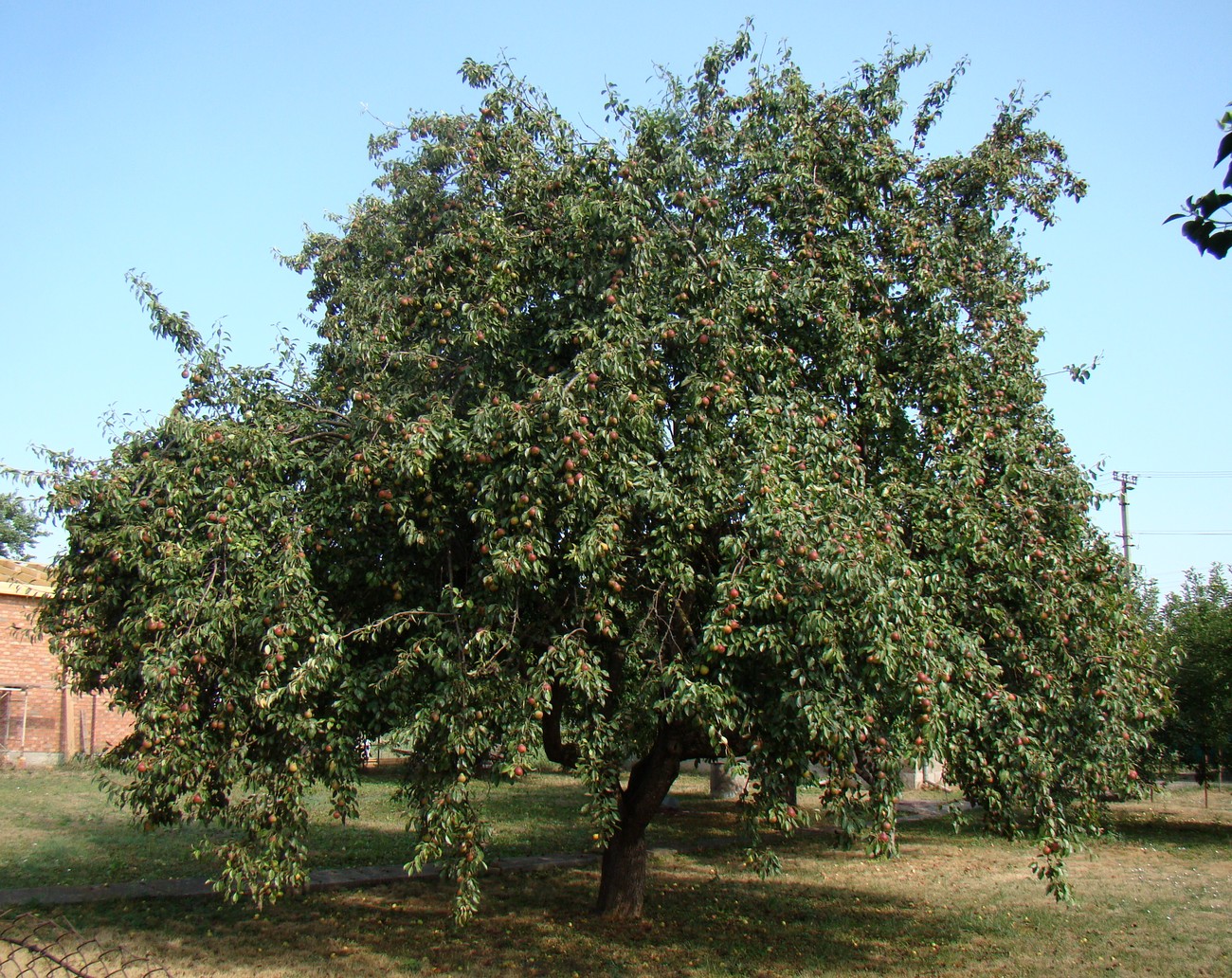 Изображение особи Pyrus communis.