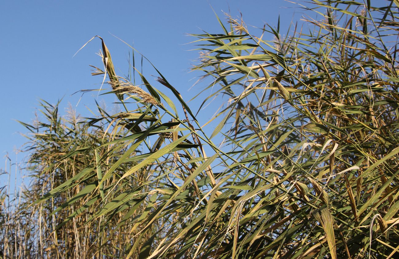 Изображение особи Phragmites australis.