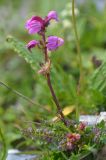 Pedicularis nordmanniana. Цветущее растение. Карачаево-Черкесия, Зеленчукский р-н, окр. пос. Архыз, хребет Абишира-Ахуба, южный склон пер. Федосеева, ≈ 2800 м н.у.м., каменистый склон. 30.07.2018.