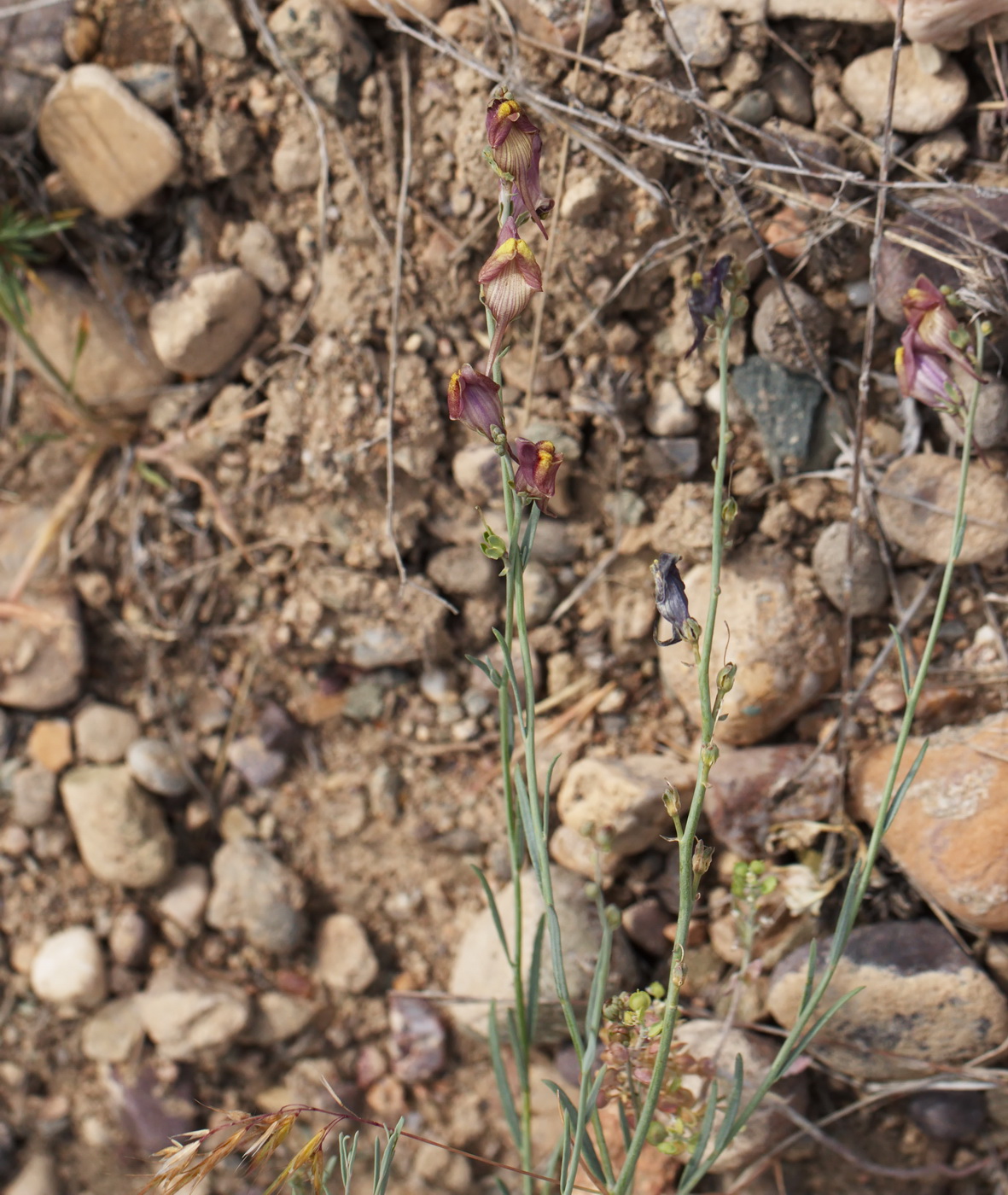 Изображение особи Linaria popovii.