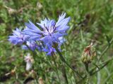 Centaurea cyanus