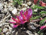 Astragalus buschiorum