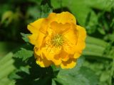 Trollius sibiricus