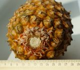 Ananas comosus