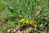 Astragalus anisomerus