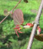 Cercidiphyllum japonicum