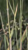 Bromus hordeaceus