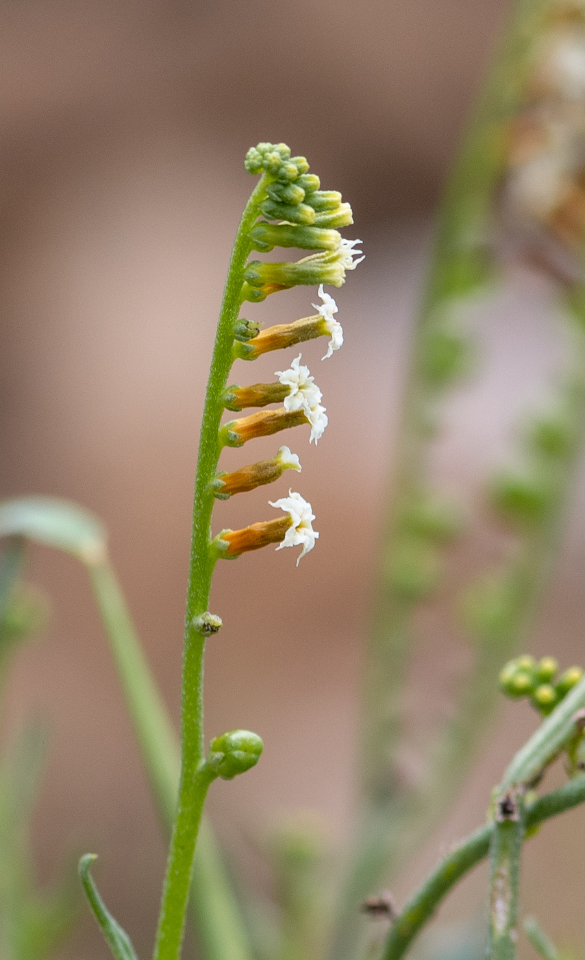 Изображение особи Heliotropium ciliatum.