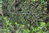 Cotoneaster horizontalis. Часть цветущей ветви. Беларусь, г. Минск, парк Грековой, декоративное озеленение. 14.06.2020.