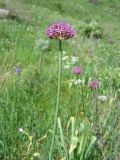 Allium suworowii