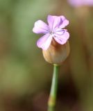 Petrorhagia prolifera