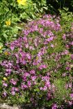 Phlox subulata. Куртина цветущих растений. Санкт-Петербург, Старый Петергоф, парк \"Сергиевка\", цветник с элементами рокария и альпийской горки. 29.05.2021.