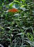 Lychnis wilfordii