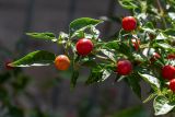 Solanum pseudocapsicum