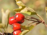 род Crataegus