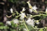 Clematis flammula. Верхушка веточки с соплодиями. ХМАО - Югра, г. Сургут, ботанический сад. 06.08.2023.